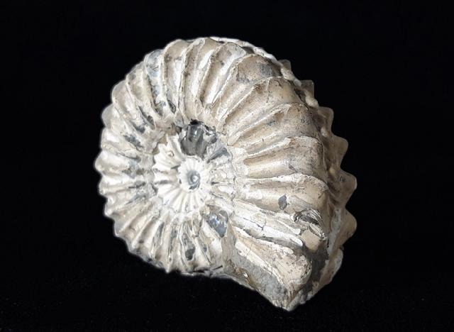 Pleuroceras spinatum (BRUGUIRE 1789) - Bild © FossNet FossilienStore